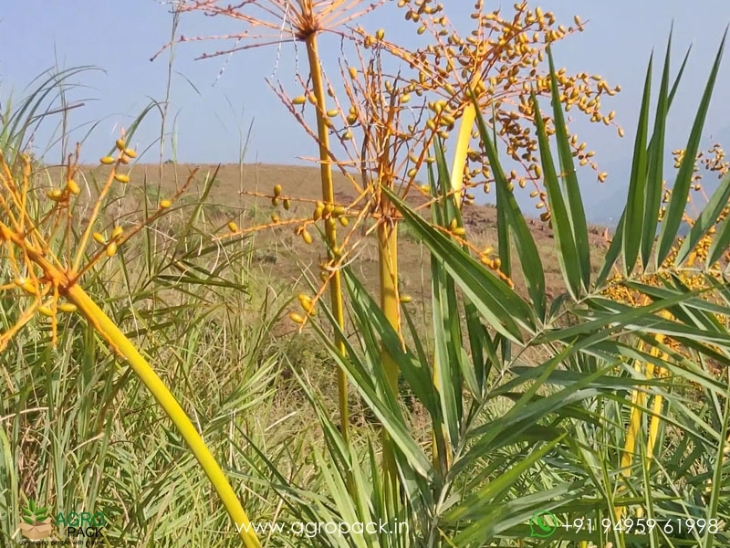 Wild-Date-Palm5
