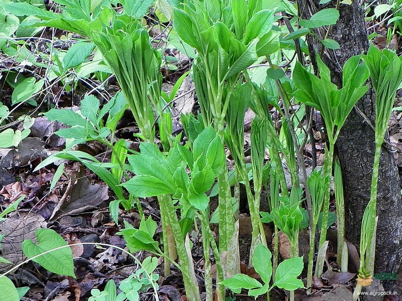 Wild-Elephant-Foot-Yam2