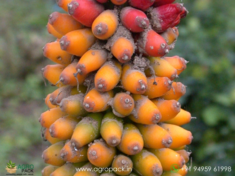 Wild-Elephant-Foot-Yam3