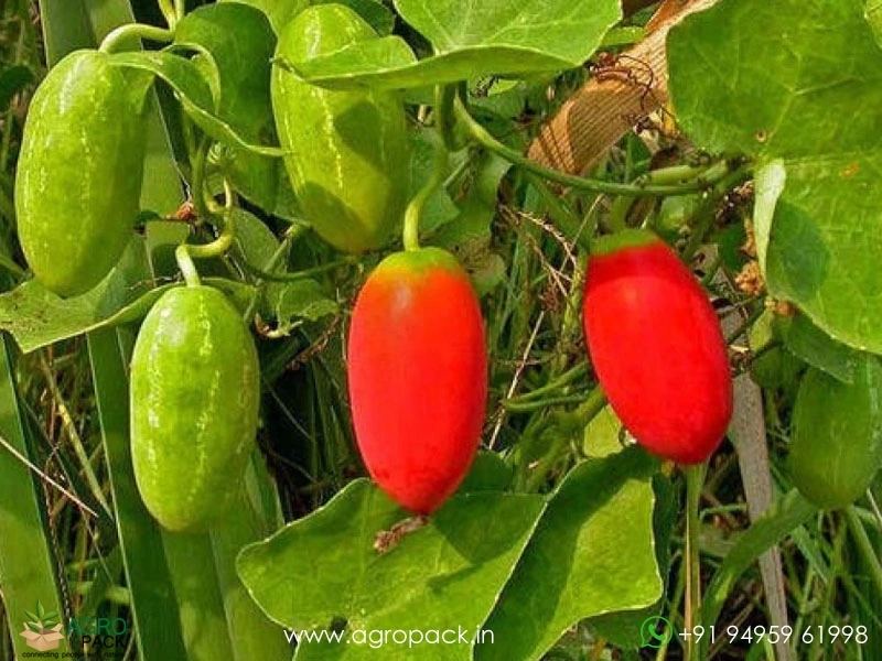 Wild-Ivy-Gourd1