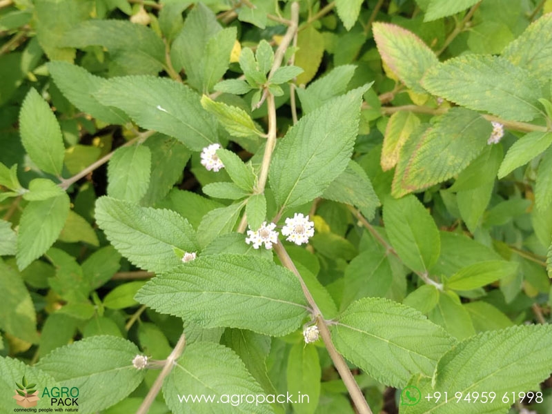 Wild-Lantana1