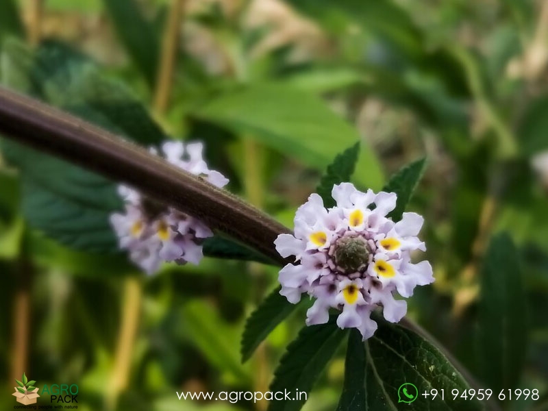 Wild-Lantana2