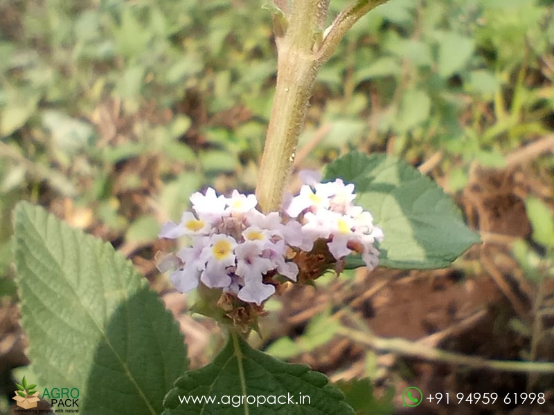 Wild-Lantana3