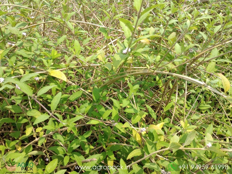Wild-Lantana4