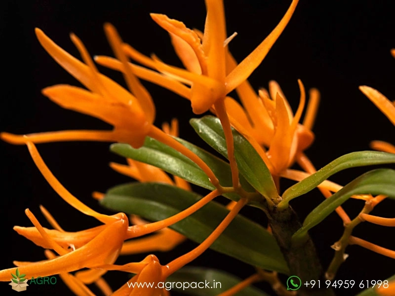 Wild-Orchid-Dendrobium-jerdonianum-Orange-Kerala-Dendrobium3
