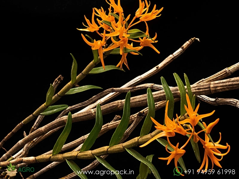 Wild-Orchid-Dendrobium-jerdonianum-Orange-Kerala-Dendrobium4