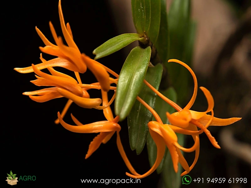 Wild-Orchid-Dendrobium-jerdonianum-Orange-Kerala-Dendrobium5