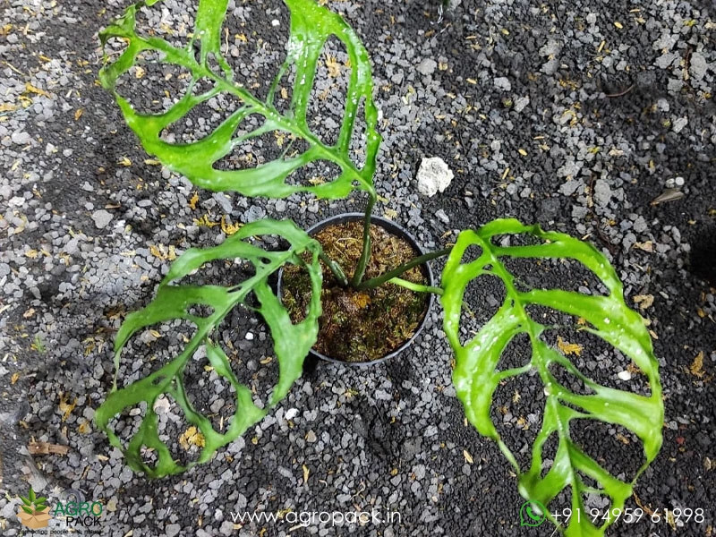Window-Leaf-Monstera1