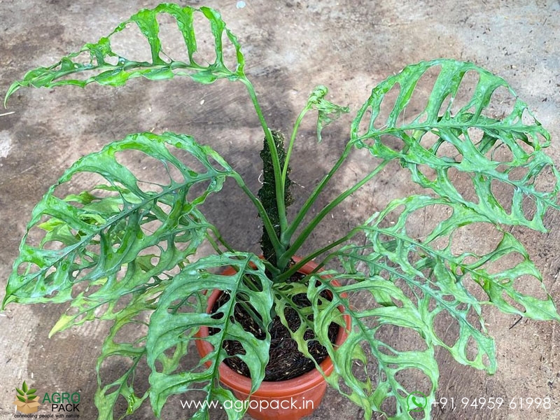 Window-Leaf-Monstera2