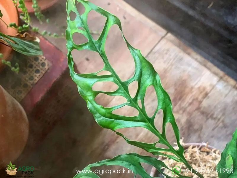 Window-Leaf-Monstera3