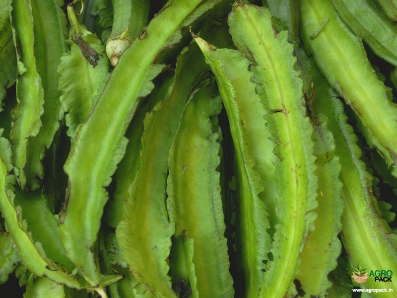 Winged-Bean1
