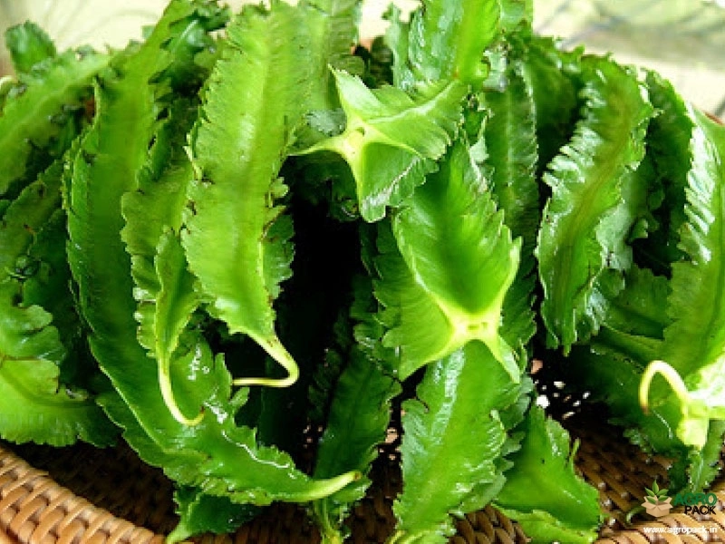 Winged-Bean2