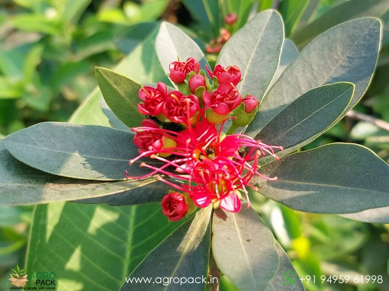 Xanthostemon-youngii-Crimson-Penda2