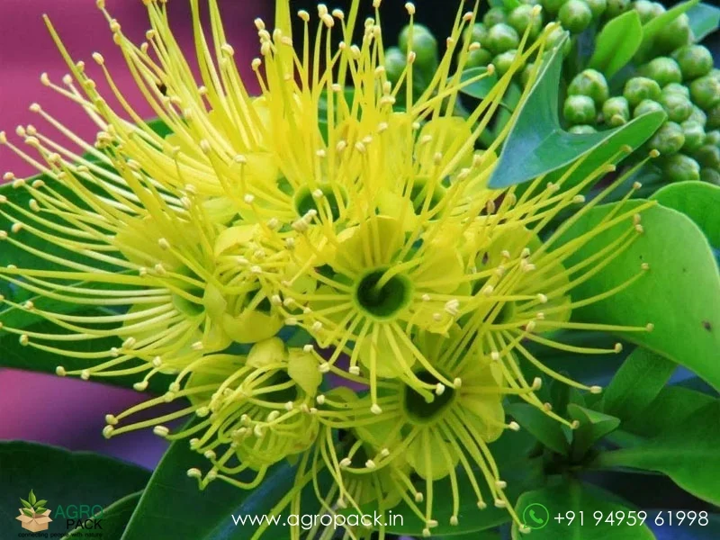 Xanthostemon-youngii-Crimson-Penda3