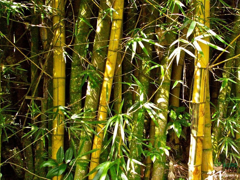 Yellow-Bamboo3