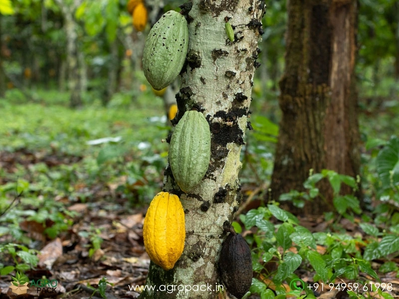 Yellow-Cocoa4
