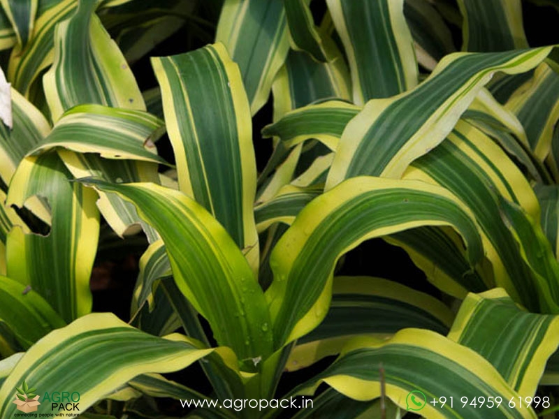 Yellow-Green-Dracaena-Victoria1