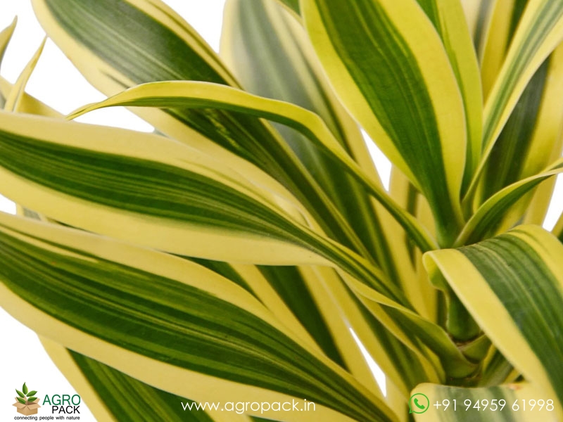 Yellow-Green-Dracaena-Victoria2