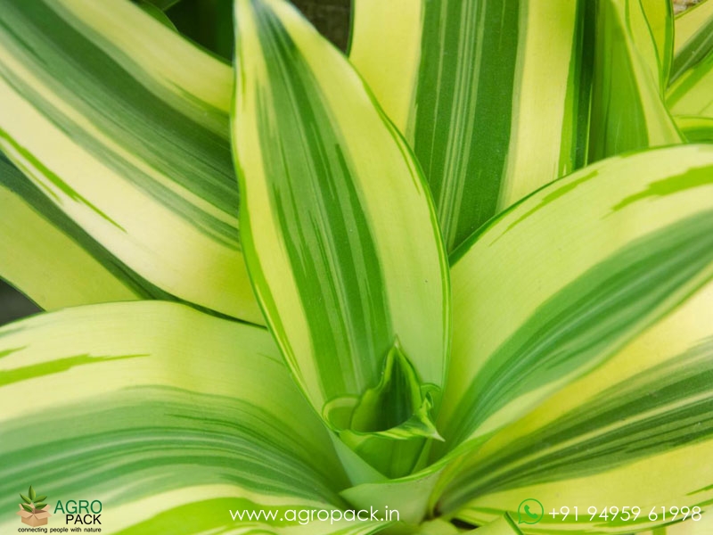 Yellow-Green-Dracaena-Victoria3