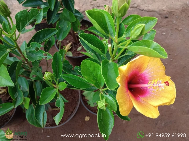 Yellow-Hybrid-Hibiscus2
