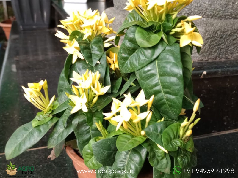 Yellow-Ixora-Coccinea1