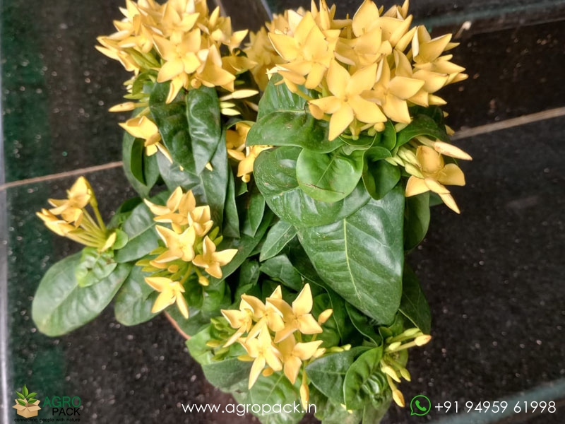 Yellow-Ixora-Coccinea2