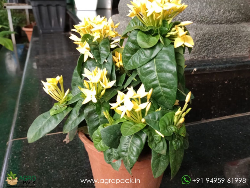 Yellow-Ixora-Coccinea3