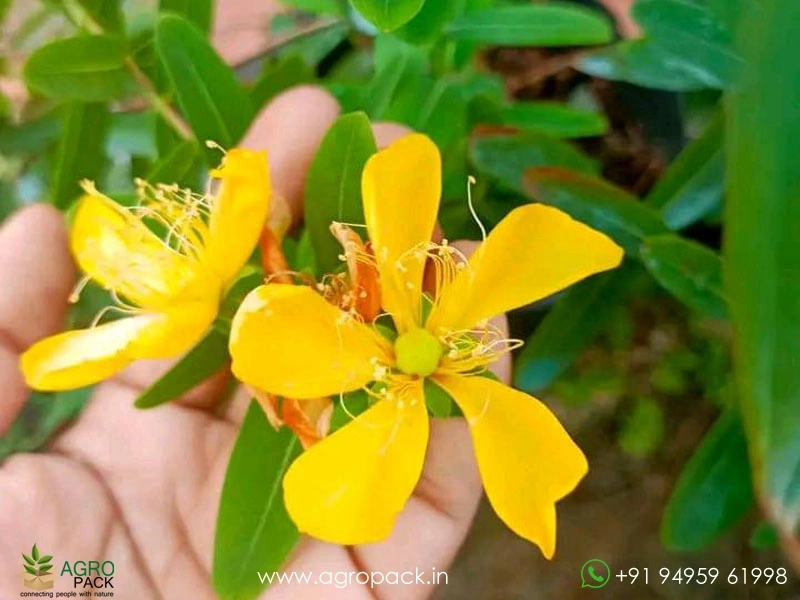 Yellow-Melestoma1