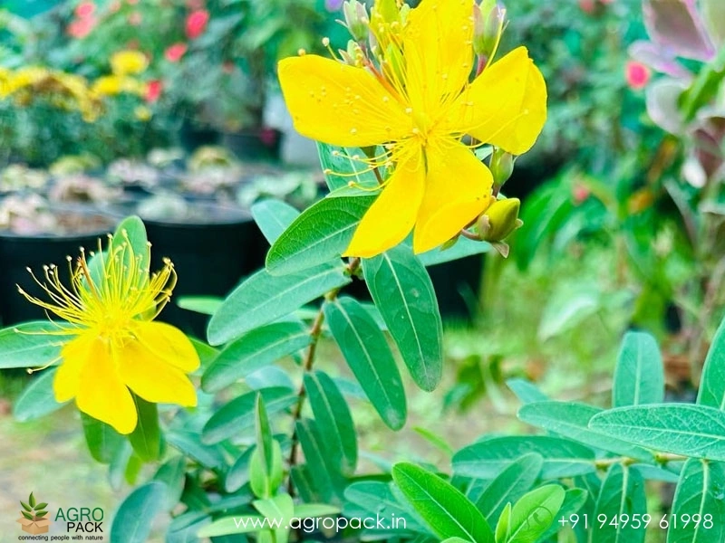 Yellow-Melestoma3