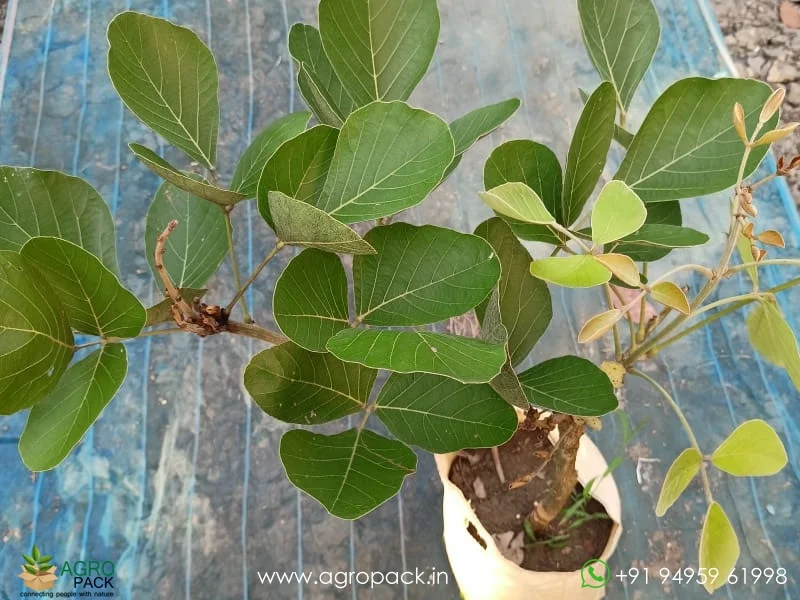Yellow-Palash-Butea-Monosperma3