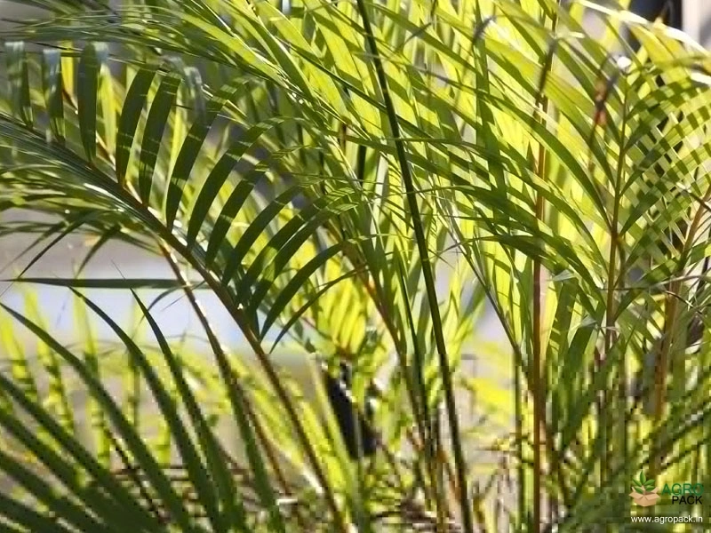 Yellow-Palm1
