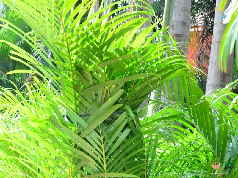 Yellow-Palm2