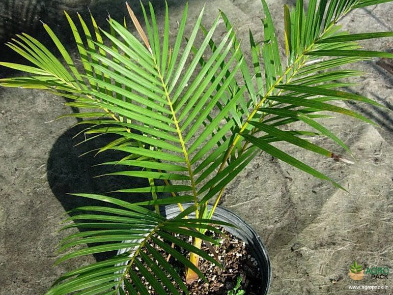 Yellow-Palm3