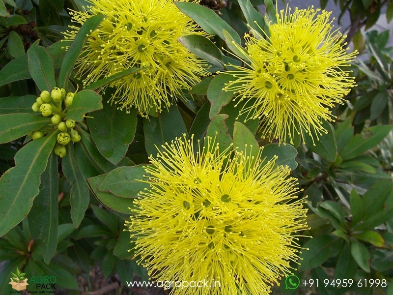 Yellow-Rosida3
