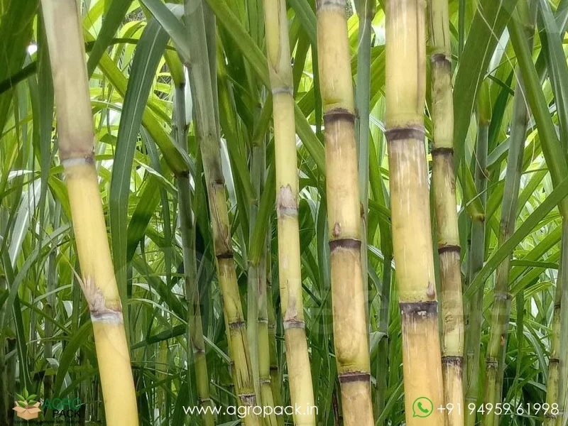Yellow-Sugarcane2