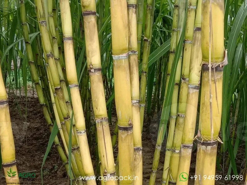 Yellow-Sugarcane3