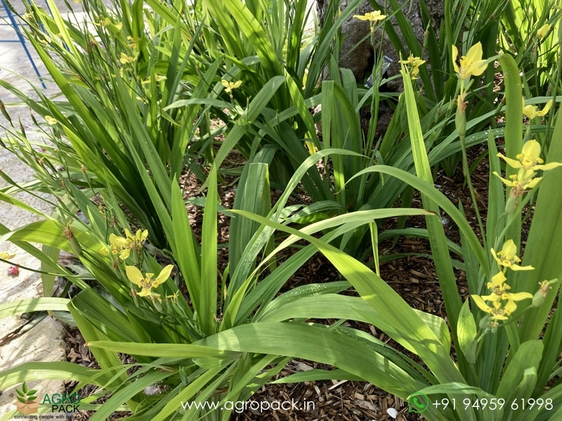 Yellow-Walking-Iris2