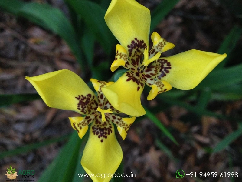 Yellow-Walking-Iris3