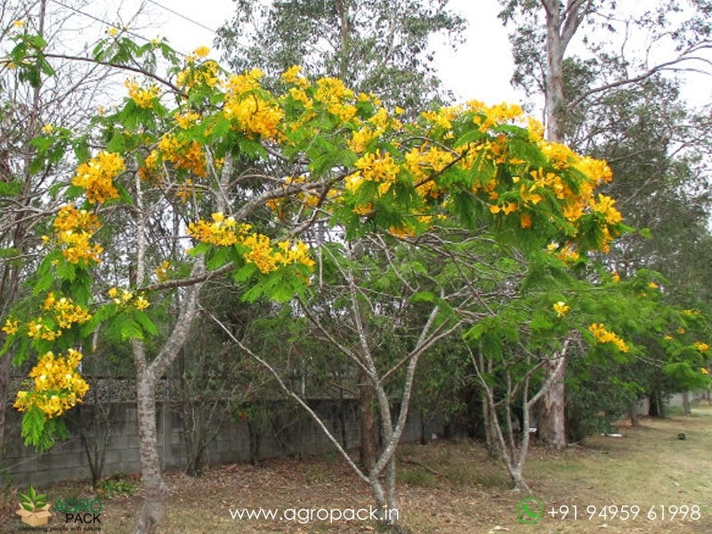 Yelow-Gulmohar2