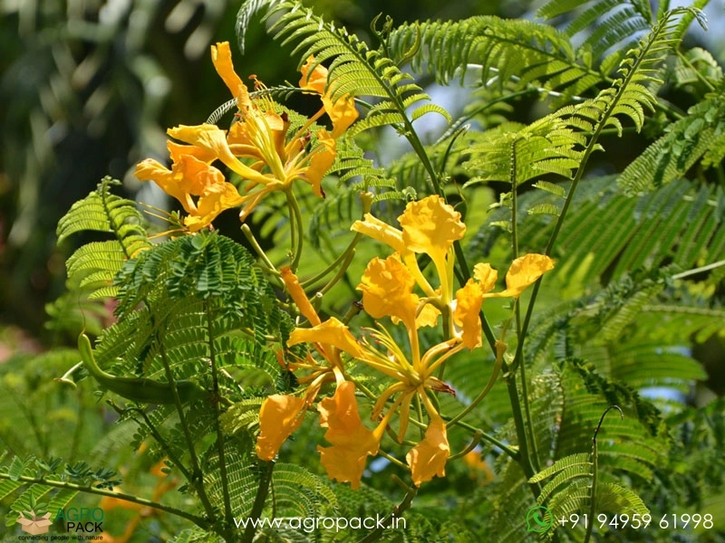 Yelow-Gulmohar4