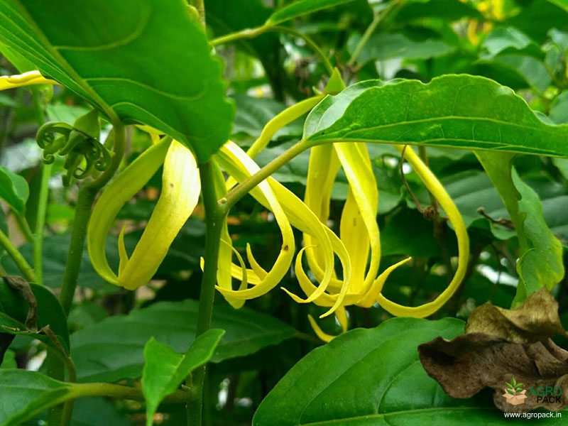 Ylang-Ylang2