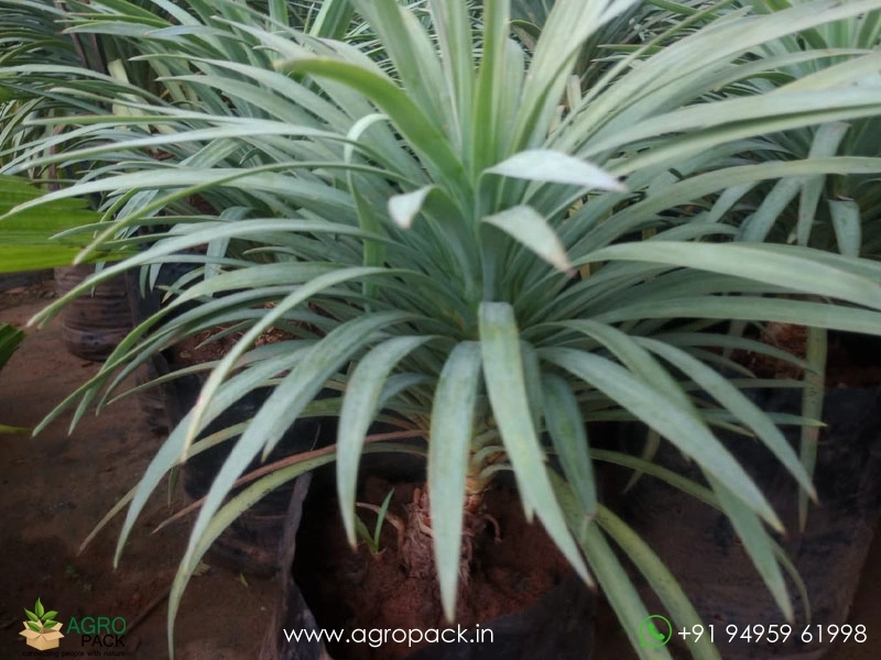 Yucca1