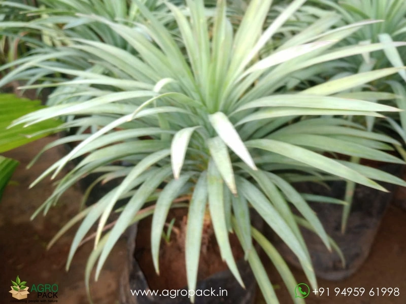 Yucca2