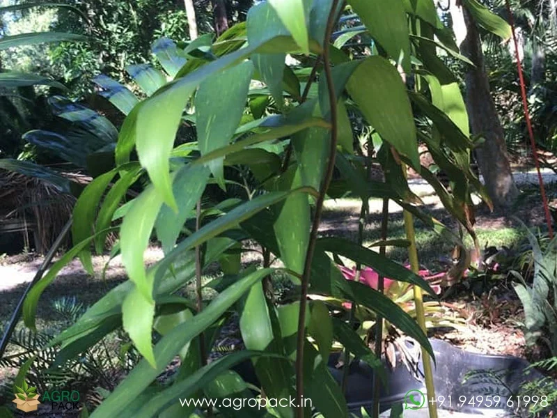 Zamia-Picta-variegated2