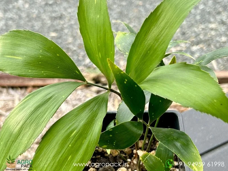 Zamia-Picta-variegated4