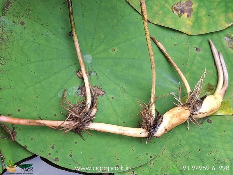 Zhongtian-Feicui-Lotus1