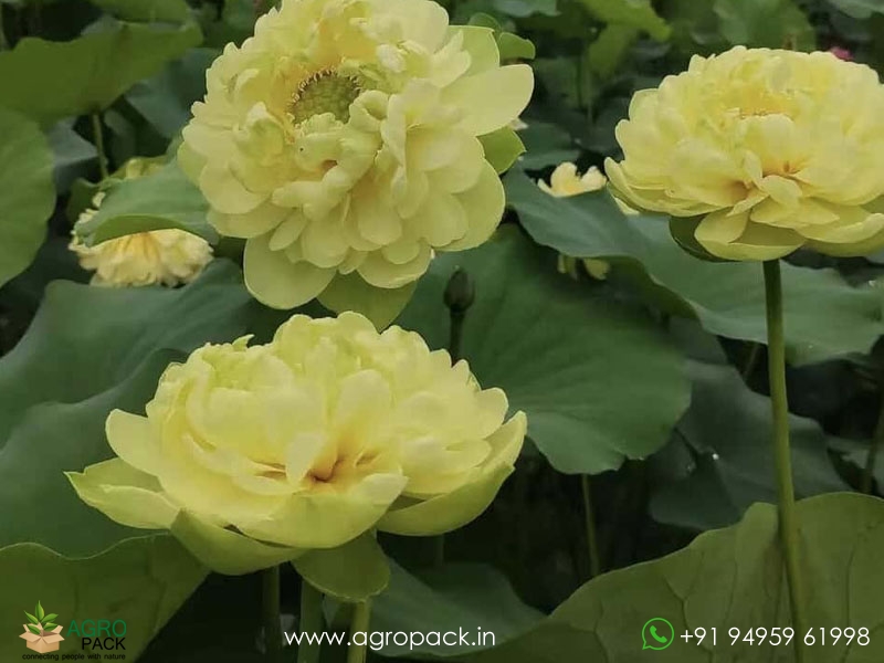 Zhongtian-Feicui-Lotus2