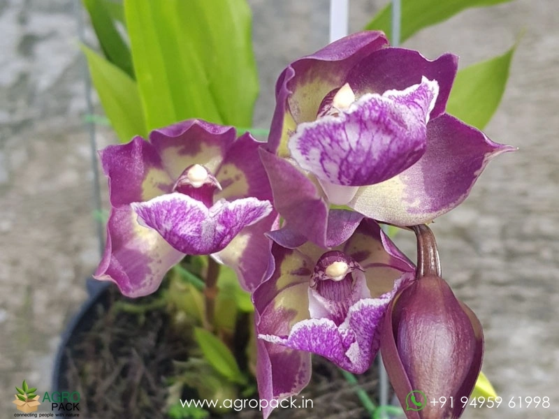 Zygonisia-Murasaki-Komachi-Orchid1