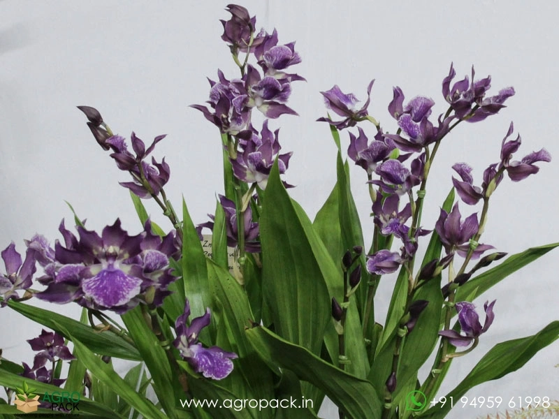 Zygonisia-Murasaki-Komachi-Orchid2