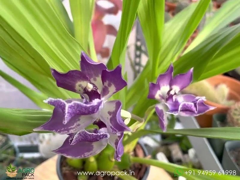 Zygonisia-Murasaki-Komachi-Orchid5
